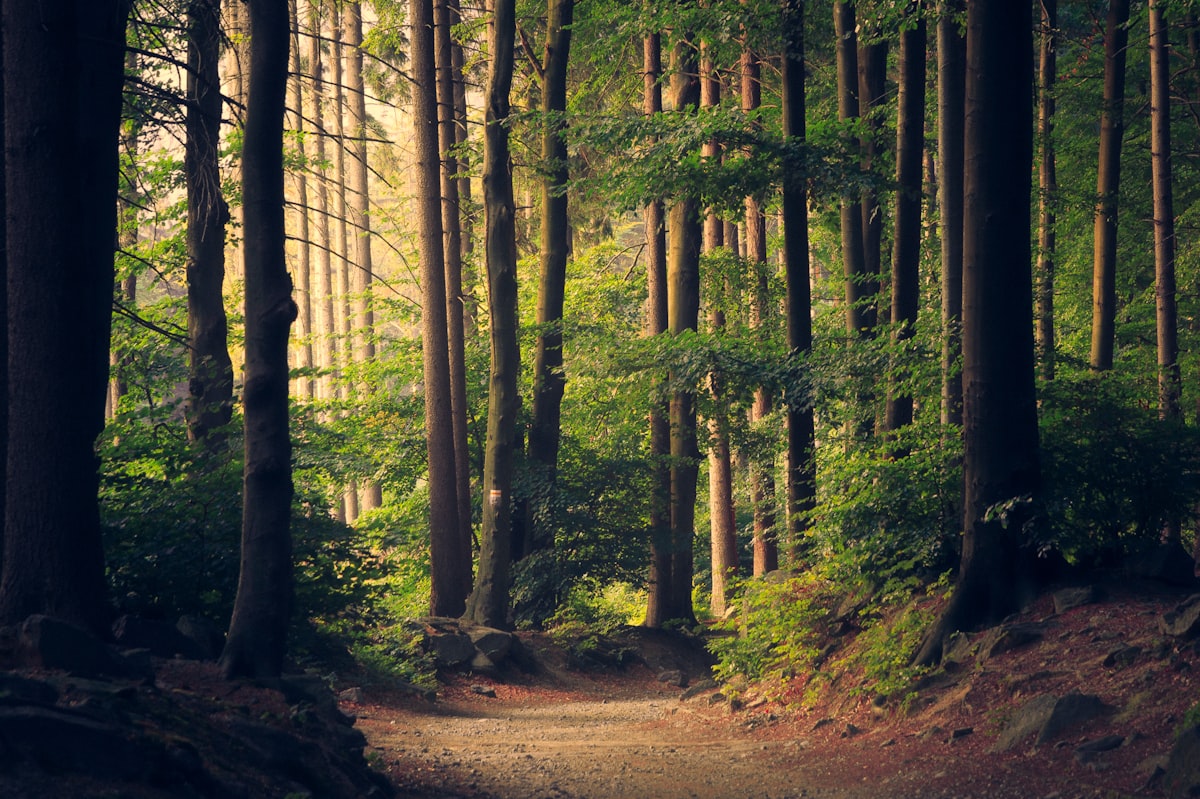 Pollok Country Park — scenic spot in Glasgow
